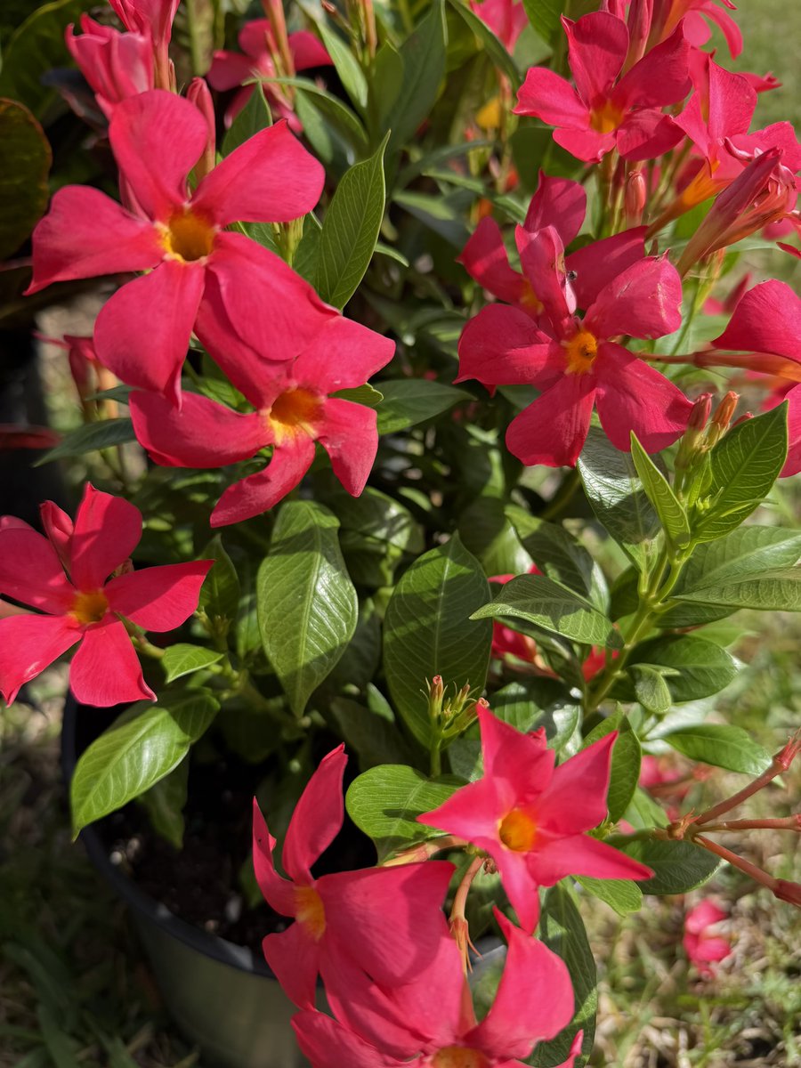 AnnaBanana tweet media