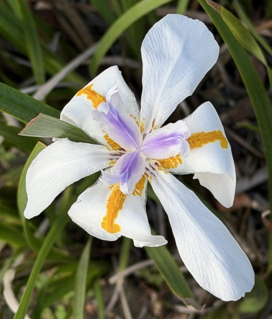 AnnaBanana tweet media