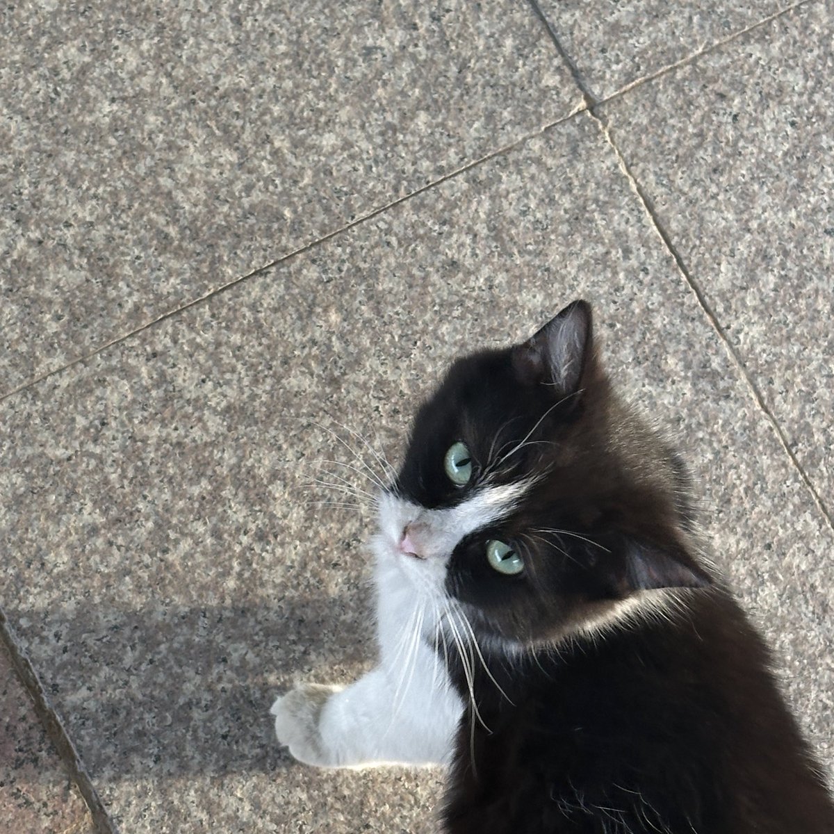 withdrawn tweet media