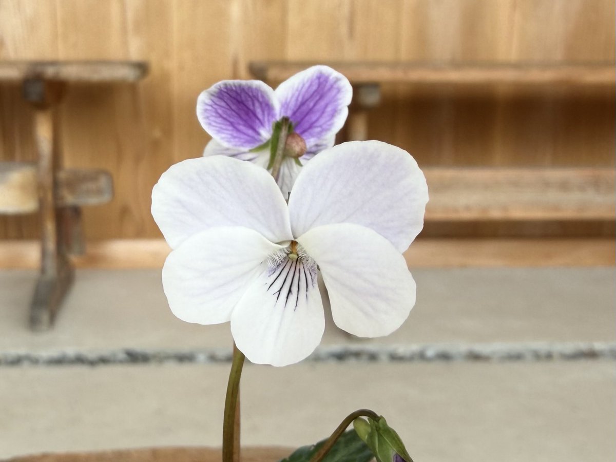 スケーター tweet media