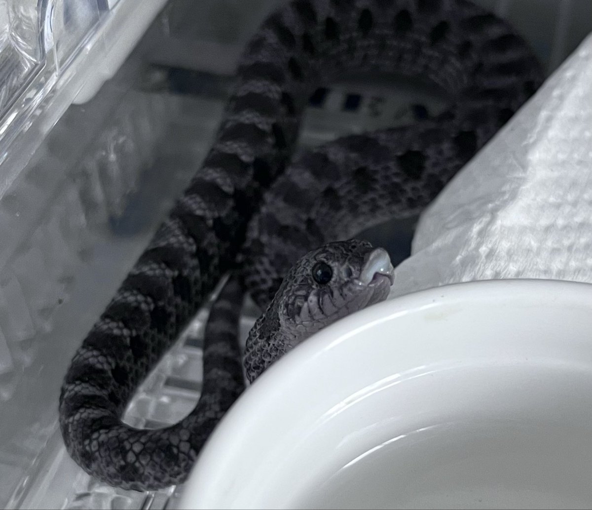 シシ•バナ tweet media