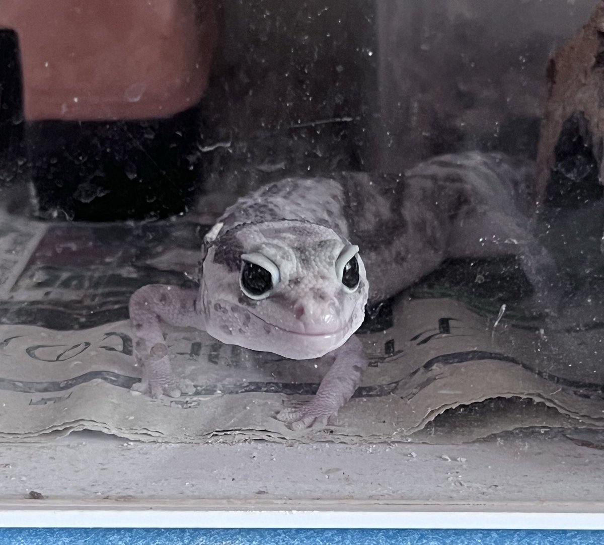 シシ•バナ tweet media