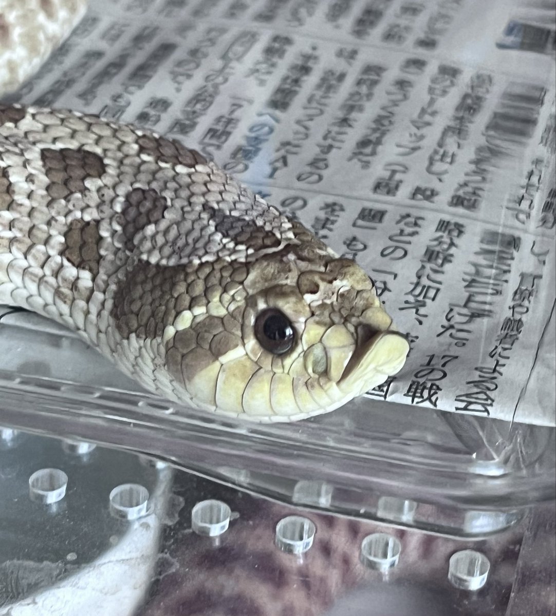 シシ•バナ tweet media