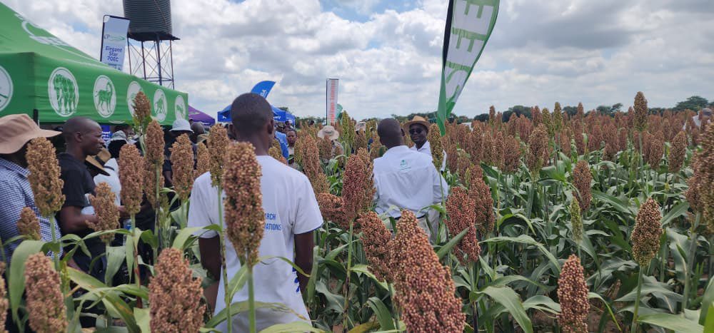 Dior Pote tweet media