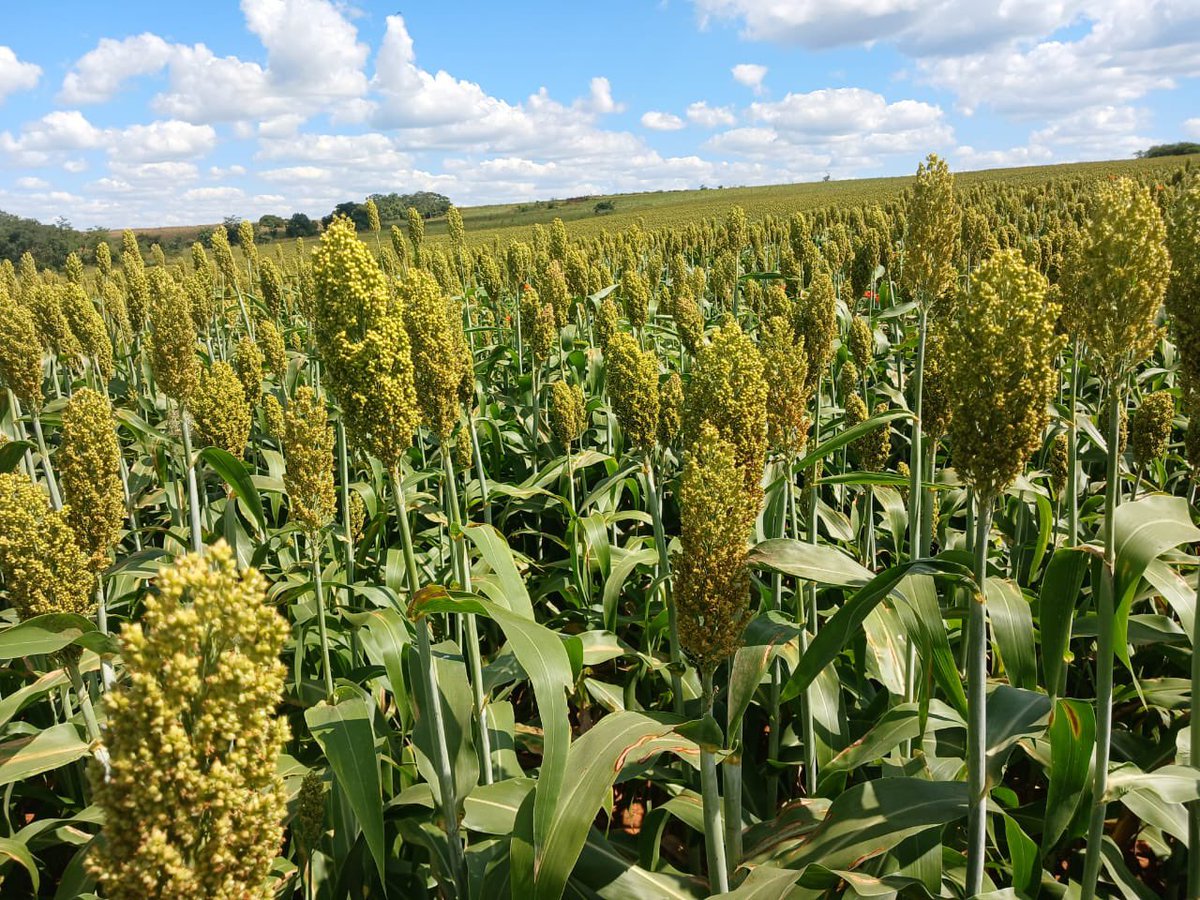 Dior Pote tweet media