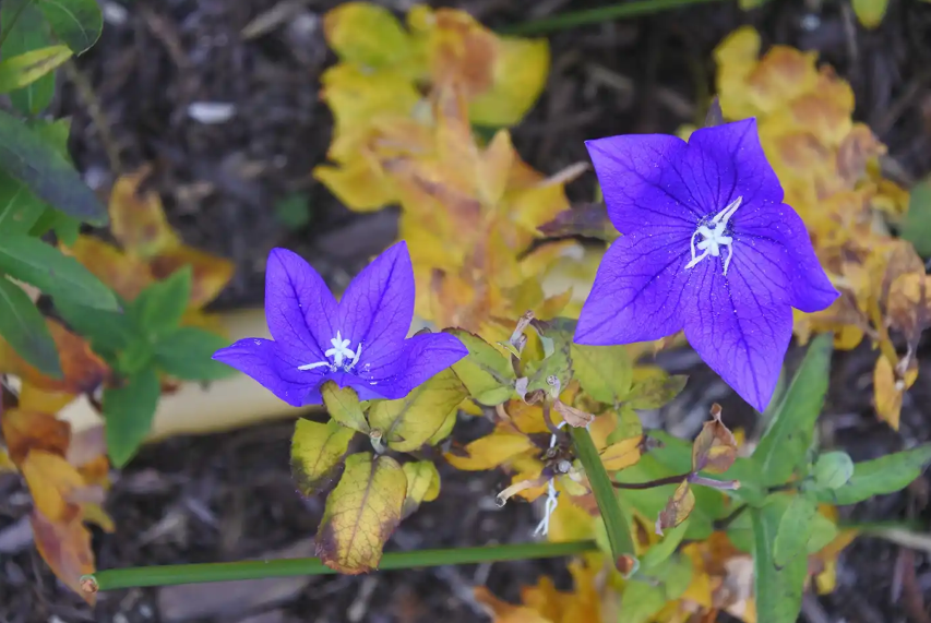 心玥 ☁️🌙 tweet media