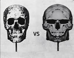 _aestheticprimal_ tweet media