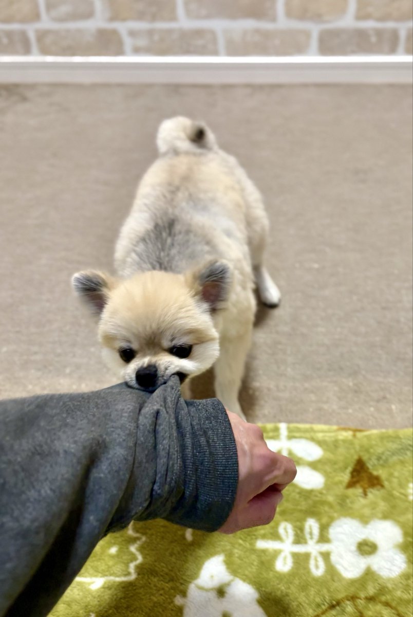 あさぽん/ポメラニアンのしもべ tweet media