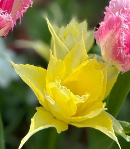 ©七瀬 tweet media