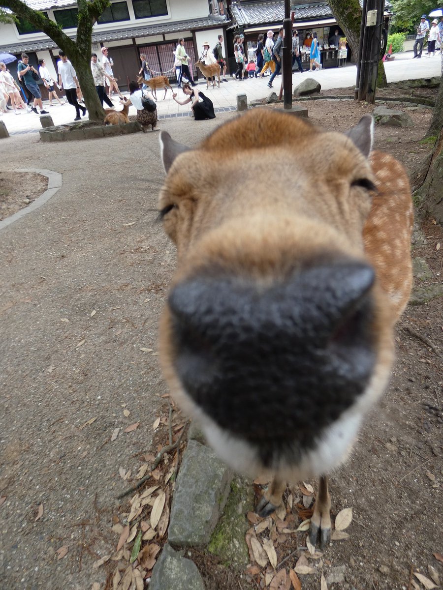 GrimtheDeer tweet media