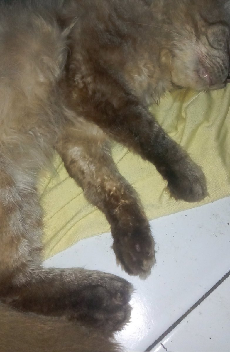ducci_dys's tweet photo. Rip donat 🥀 ..  flutd telat penanganan 😿 https://t.co/QmmxQa0Pus