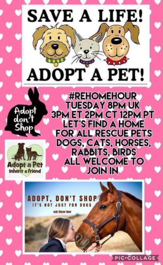 AdoptRescueCats's tweet image. 🐶🐱 You can help homeless #pets - with just a RT!

#RehomeHour tweets &amp;amp; RT's #adoptable pets who need a new loving home. ALL ARE WELCOME to participate.

Join us every Tuesday 8pm UK (3pm ET, 2 CT, 1 MT, 12 PT)

Hosted by @MillieOTLFP

#adoptdontshop #dogs #cats #rabbits #horses