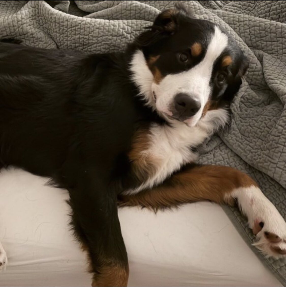 <a href="/soapweb3/">soap</a> Introducing $TuckerDog: The Sweetest Crypto Opportunity
Ca BeJwJjs9iodaA223x8gBe3hccN6K2UhgrcVPFGCpump
Hello, crypto enthusiasts! we're thrilled to unveil a delectable new addition to the crypto universe.
This isn't just another coin but it's a golden opportunity