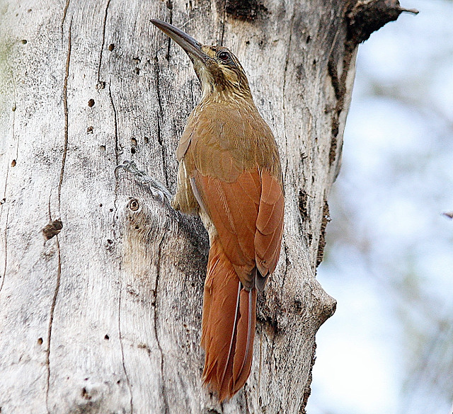 Aves do Brasil tweet media
