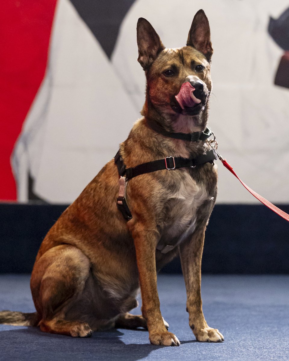 x - Canadiens Montréal tweet media