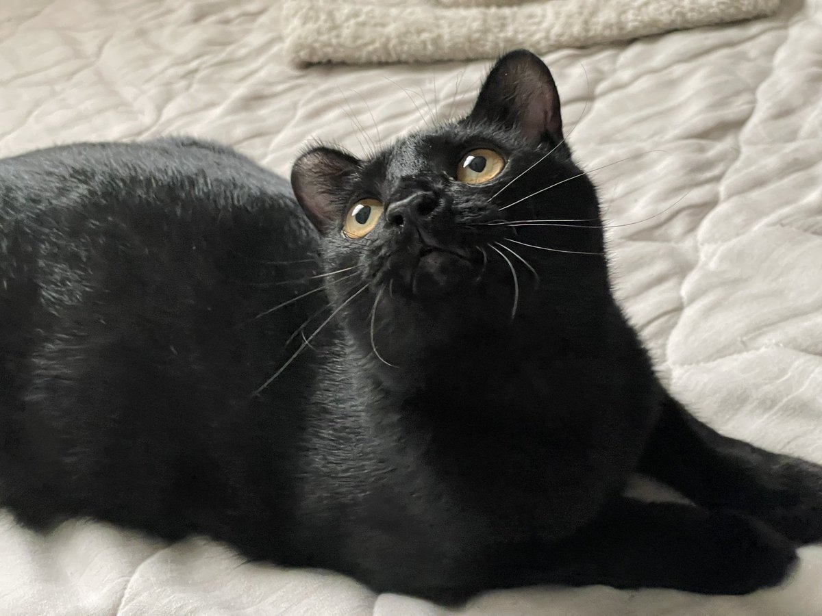 鯖の味噌煮。 tweet media