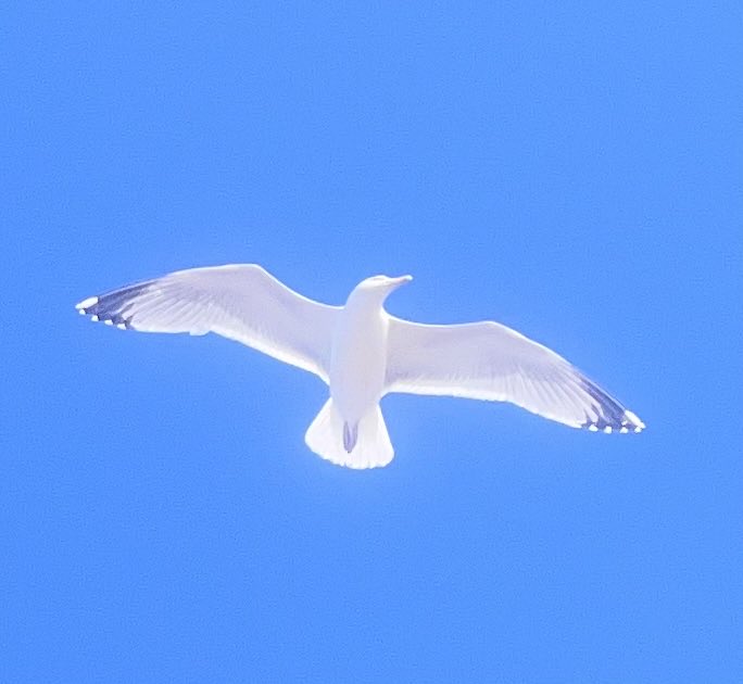 Kathy 🐈‍⬛💐🐈‍⬛💐🐈 tweet media