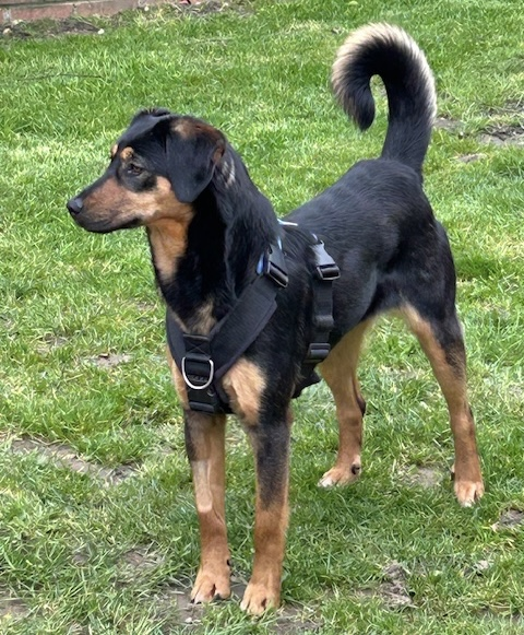 millypod1's tweet photo. POPPY IS HOME. THANKS FOR RT's 😊🐕🐾
🆘4 APR 2026 #Lost Poppy #ScanMe
YOUNG Cross Breed Female
The Crooked Billet Pub, London Road #Hook #Hampshire #RG27
HARNESS & LEAD ATTACHED. https://t.co/8OIXqtw9Ri https://t.co/RIOZJMjCba