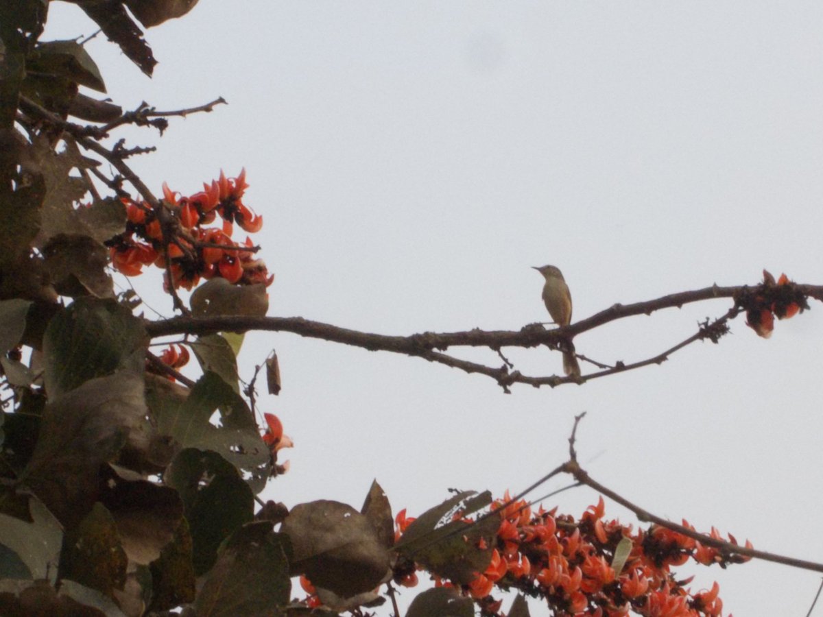 Umesh Shah tweet media