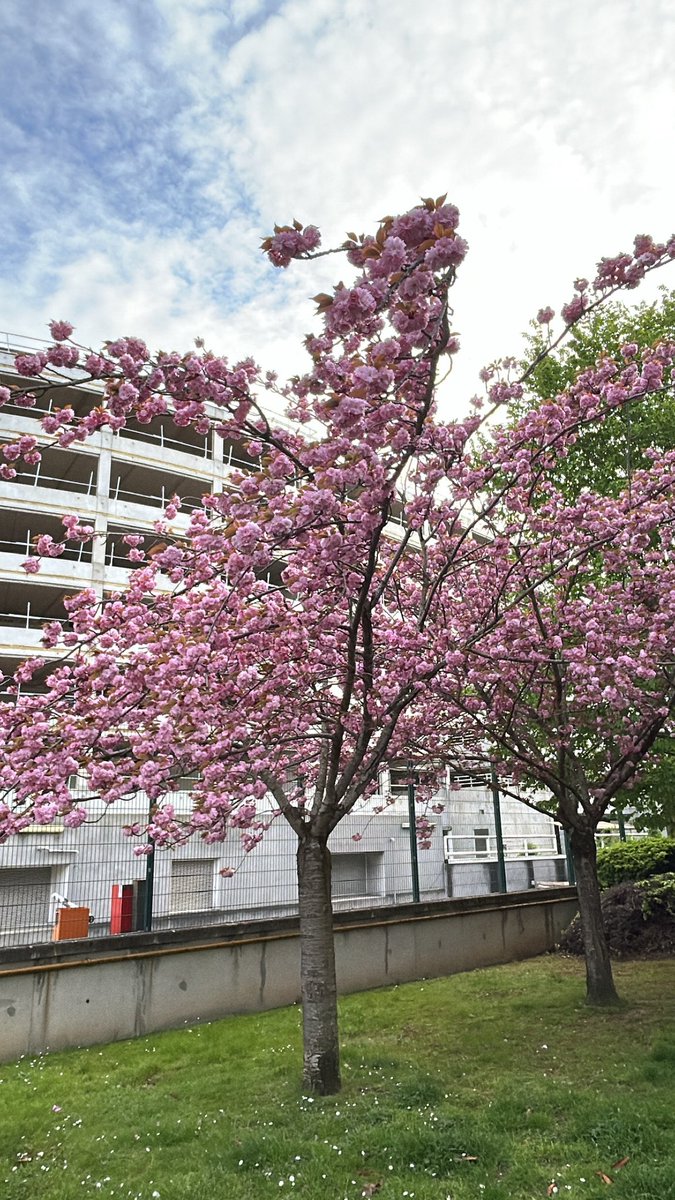 lolow135 tweet media