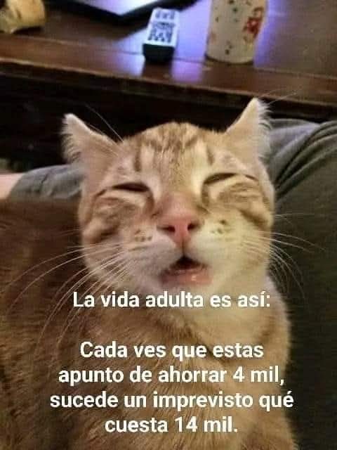 Bobitos