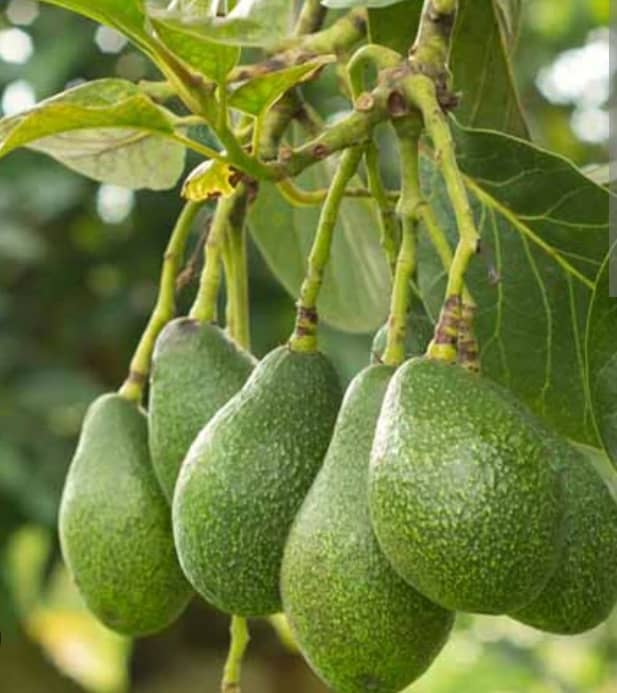 Juliette Serving Horticulture limited tweet media