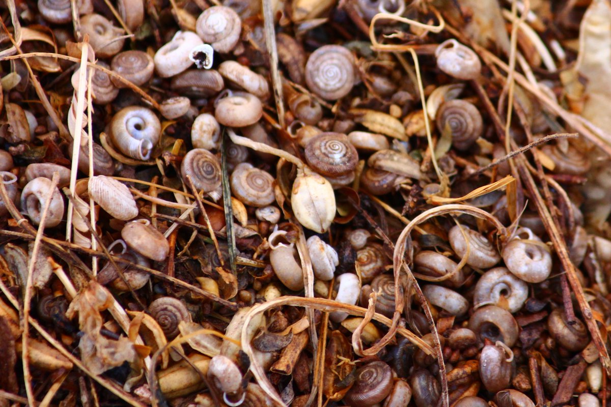 elguerolanchero's tweet image. #shells