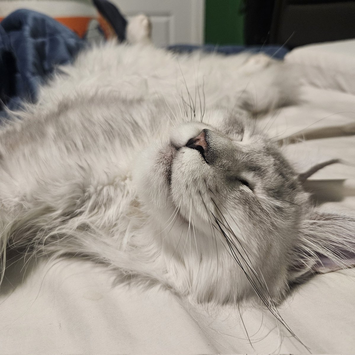 Bamboo '竹' 🐼🎋 | Live2D Rigger & VSinger tweet media