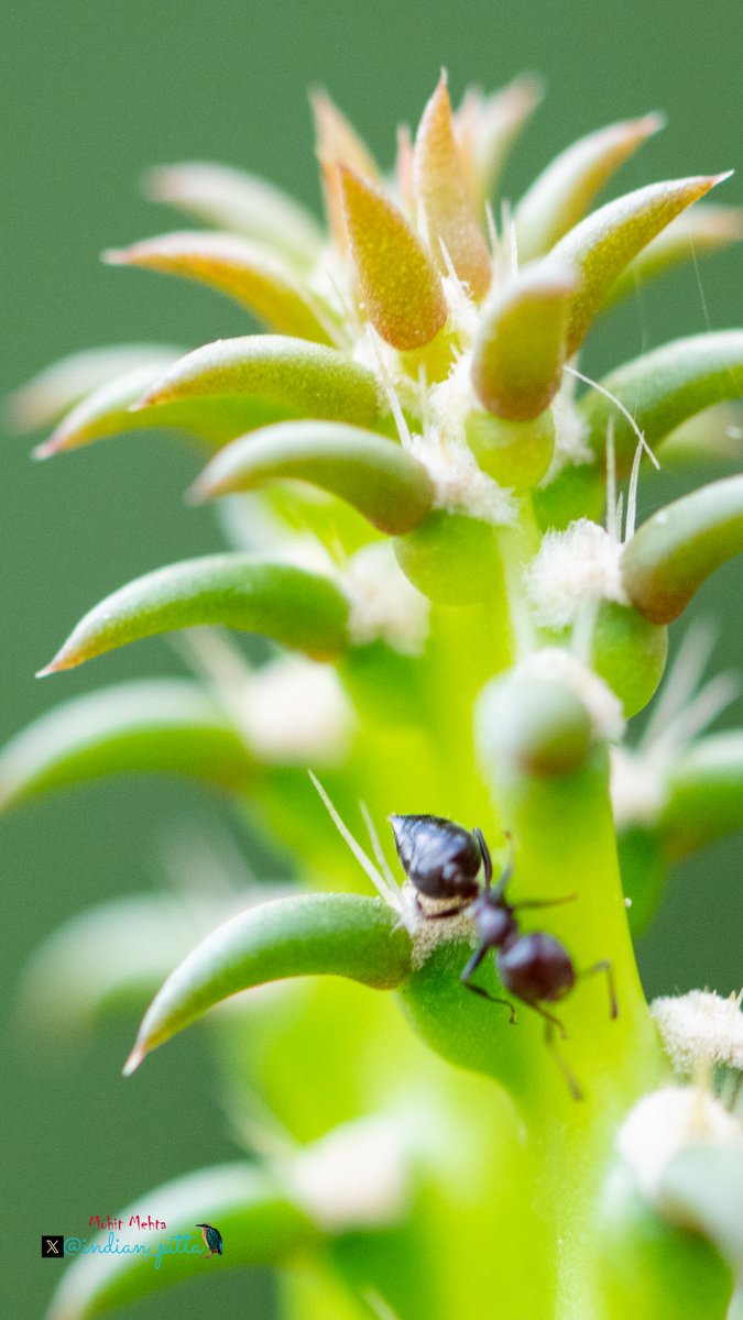 Mohit Mehta tweet media