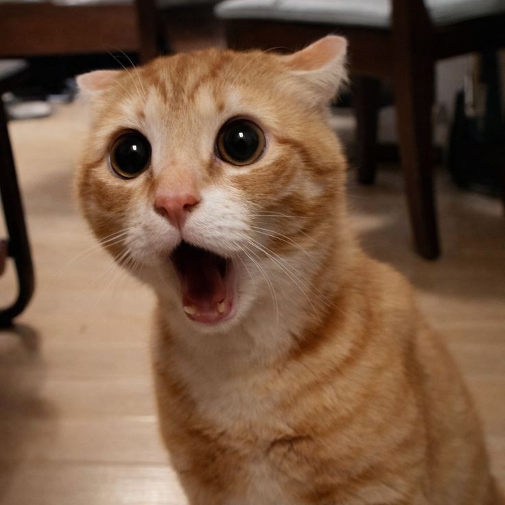 EIKKK;🍉 tweet media