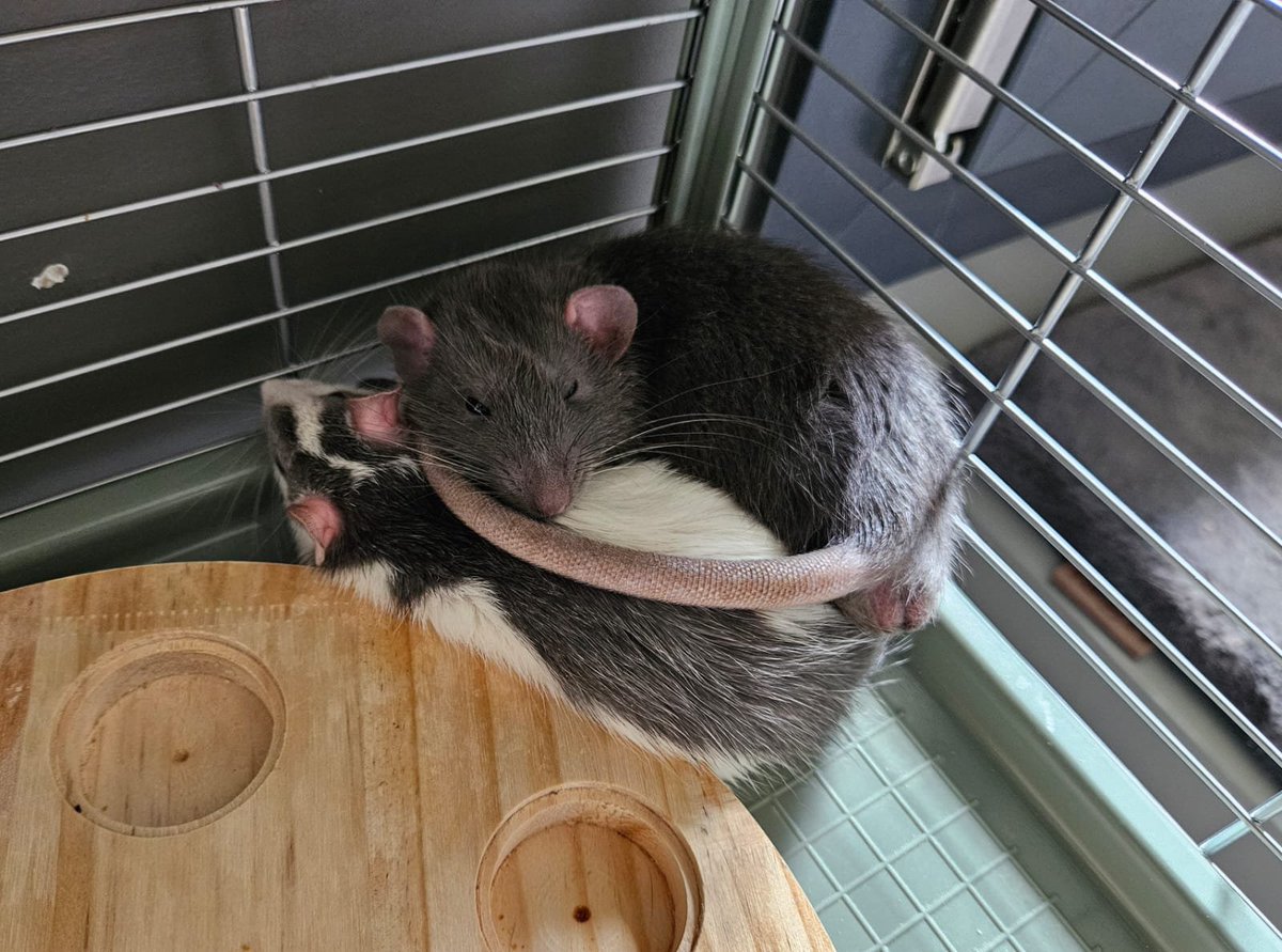 𝔼𝕞𝕚 tweet media