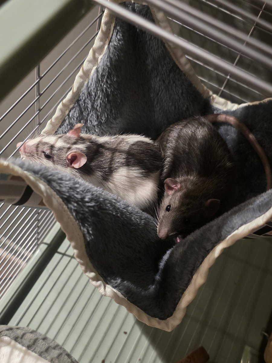 𝔼𝕞𝕚 tweet media