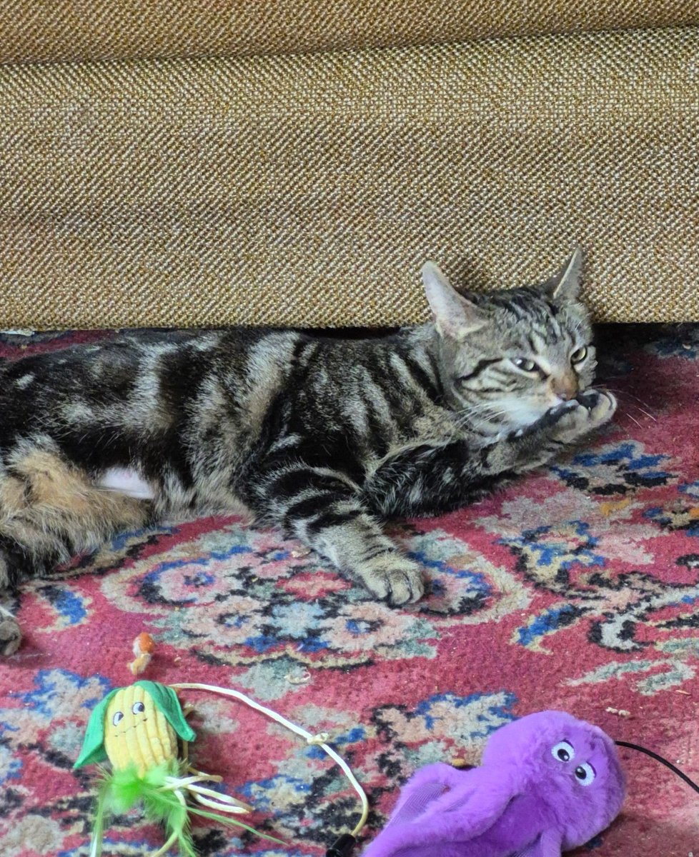 JubbiLily tweet media