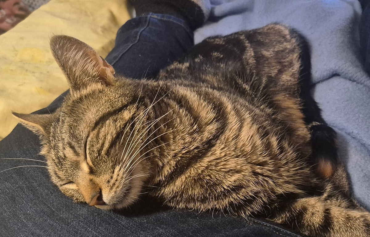 JubbiLily tweet media