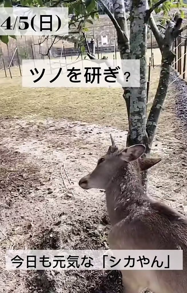 Shika Yan tweet media