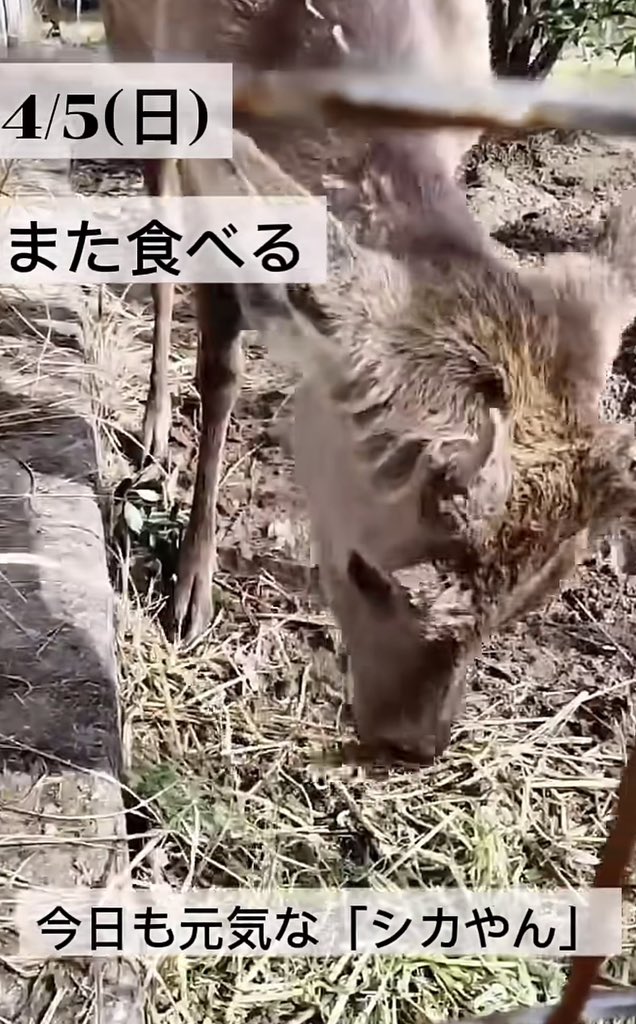 Shika Yan tweet media