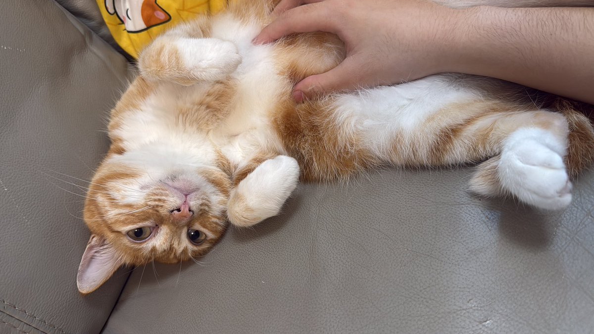 Vari | Mami of shedtwt tweet media