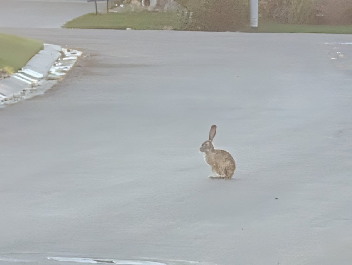 Iamthebear's tweet image. Oh my paw look look look it is the Easter bunny relaxing after a hard night of delivering joy and treats! #easterbunny