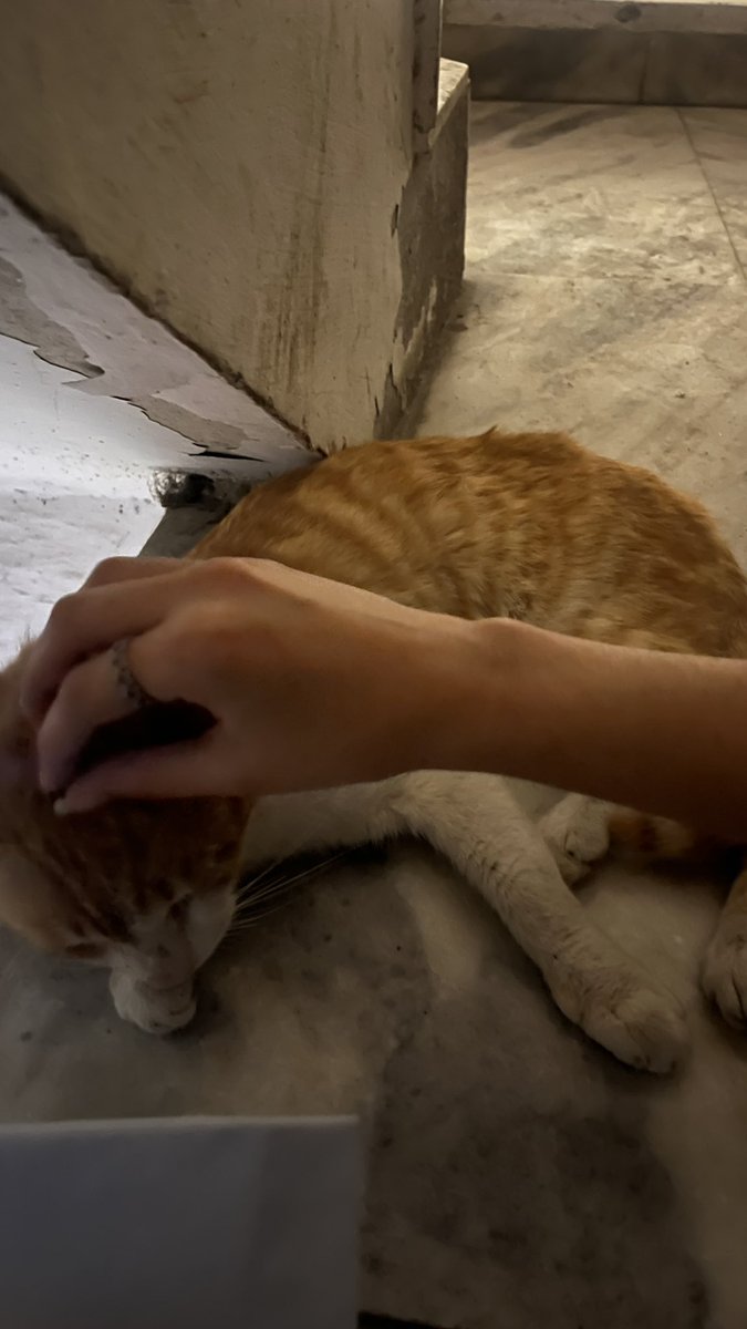 billu ki gaandmasti 🐈‍⬛ tweet media