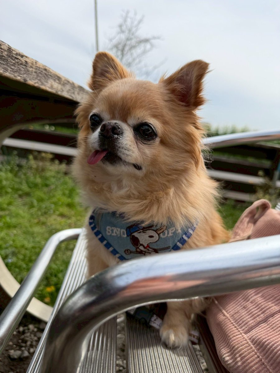 くどみ(みそ) tweet media