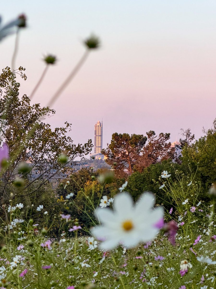 UlrichJvV's tweet photo. There’s just something so magical about cosmos season in Johannesburg 🌸🤍💗🤓 https://t.co/czkUiNDkRC
