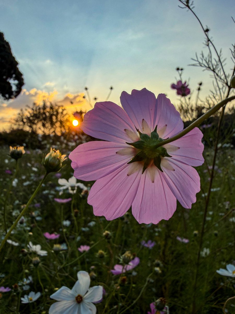 UlrichJvV's tweet photo. There’s just something so magical about cosmos season in Johannesburg 🌸🤍💗🤓 https://t.co/czkUiNDkRC