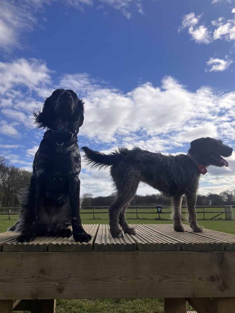 Eli & PiperSprocks Anipals tweet media