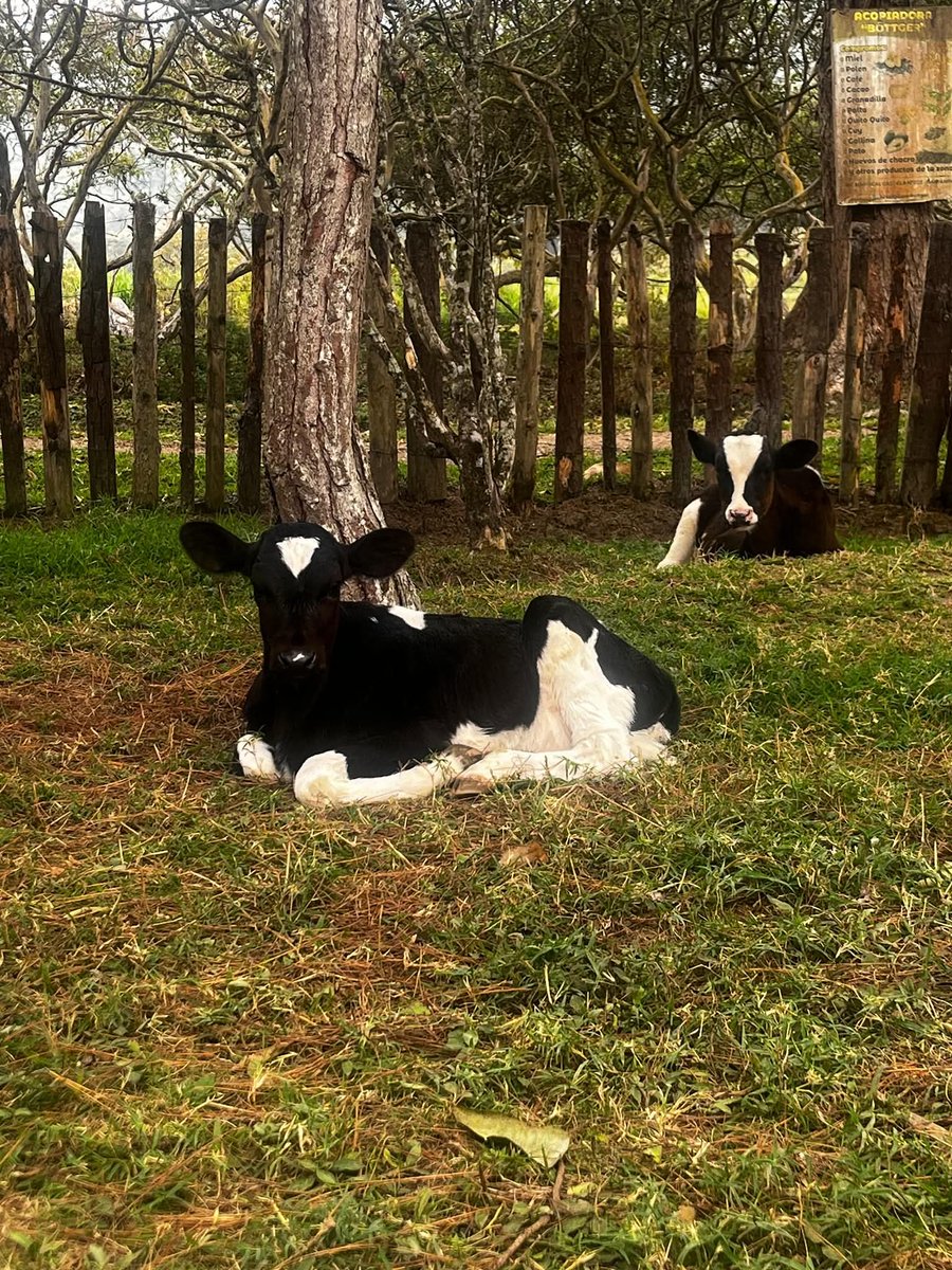 Fiorella BB ❤️ tweet media