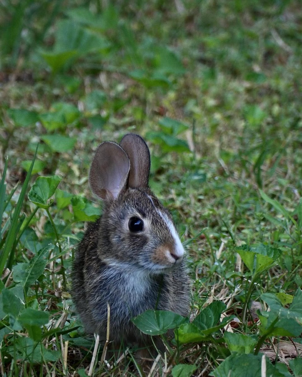 KODAKPIXPRO's tweet photo. Happy Easter Everyone!
.
.
.
.
.
📸credit: @niarr__77
Shot on KODAK PIXPRO AZ528

#easter #bunny #az528 #kodakpixpro #kodak #pixpro #camera #photography #potd #picoftheday #photooftheday #kodakfamily #instagood #repost #regram #dontphoneitin #realcamerasrock #memoriesmatter https://t.co/rdNfOaM6ZU