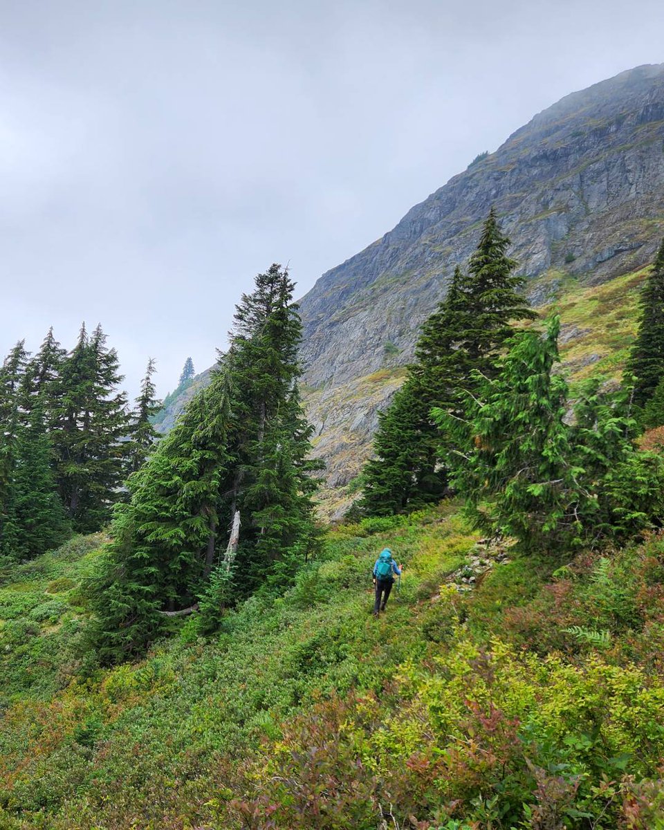 Wilder Institute tweet media