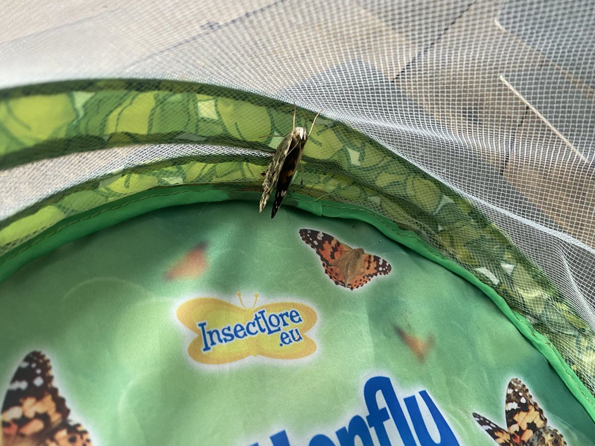 DaneRoydUFS's tweet photo. 🐣Happy Easter🐣 Exciting news—our first butterfly has emerged from its chrysalis today! Take a look 🦋👀 We’ll keep you updated with any new developments. @DaneRoydSchool #daneroydscience https://t.co/vXEimoslGA