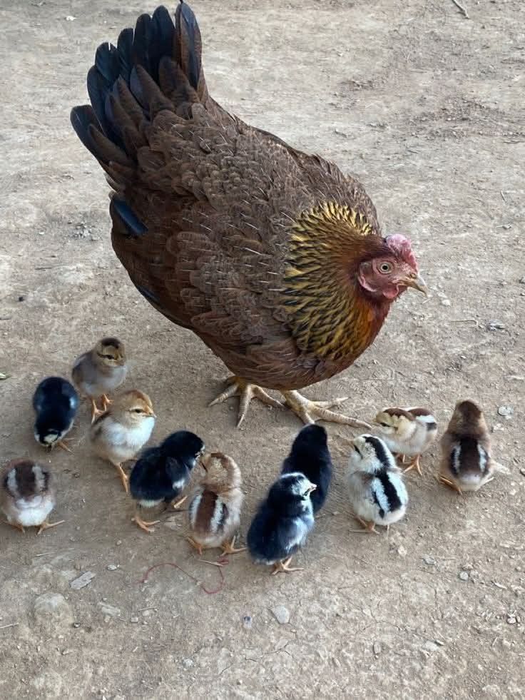 BIG JUNIOR tweet media