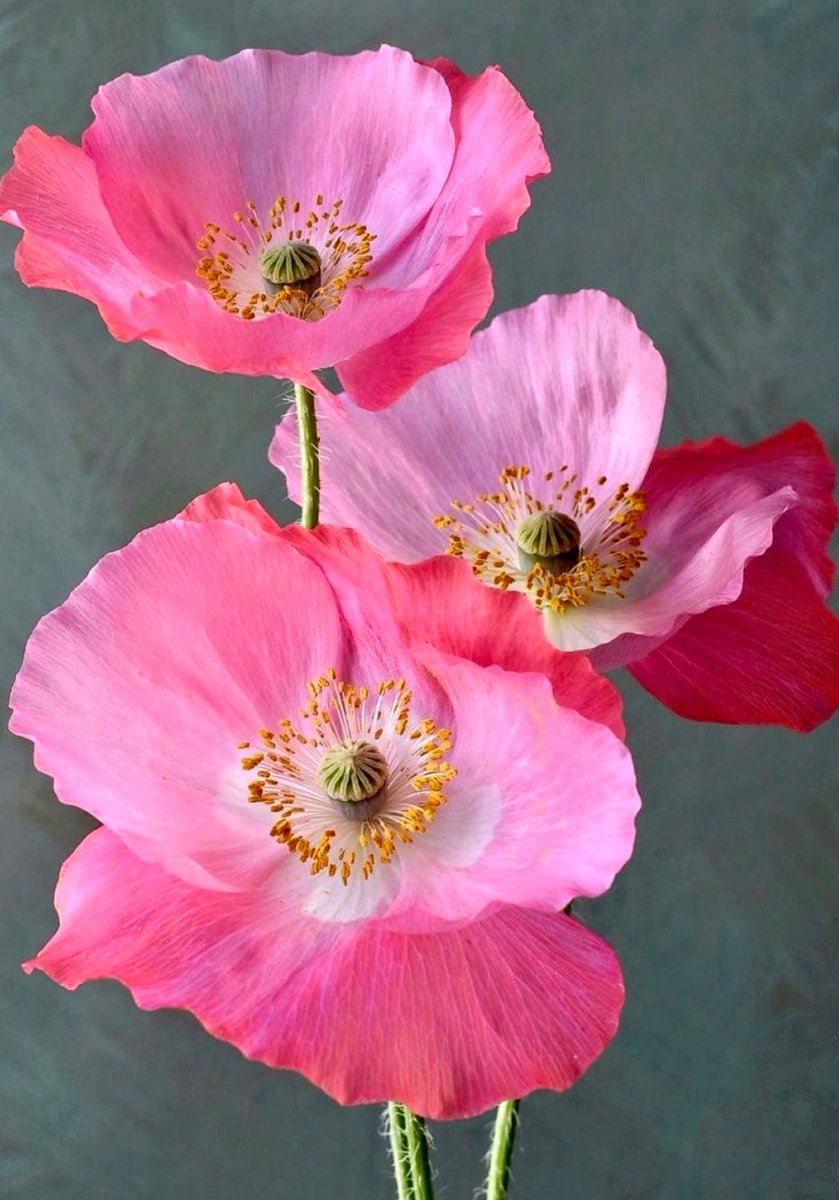 Elle Lookbook tweet media