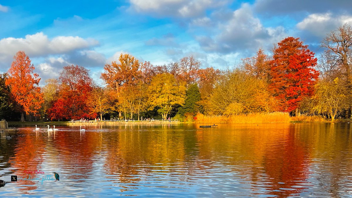 indian_pitta's tweet image. Quote with a Pic showcasing colours